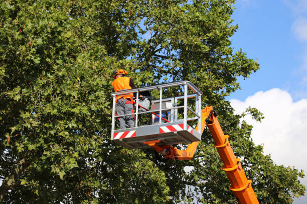 Best Arborist Consultation Services  in Schriever, LA